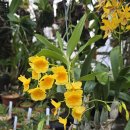 Dendrobium sukhakulii ( Dendrobium capilipes var. elegance ) 이미지