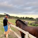 경실목장 | [제주도 숙소 추천] ES클럽 제주리조트에서 2박 3일(수영장 후기)