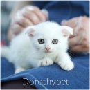 천안 고양이분양 도로시펫 이미지