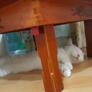 놀아줘PC 이미지