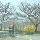 봄의마을광장 | 여수 승월마을 벚꽃 명소 후기 | 개화 전 다녀온 봄 산책 코스