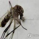 '지카 미스터리'..모기에 물리지도·성접촉도 않은 간호인 감염 이미지