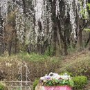 그냥봄날 이미지