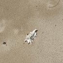 코타강쥐 | < 코타키나발루 > 디나완 섬 호핑투어 내돈내산 솔직후기 + 후회안해요