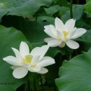 연꽃 이미지