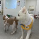 살랑살랑 멍치원 이미지