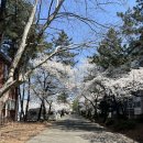 청림동 푸른숲 이미지