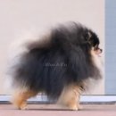 라스앤코 | [분양후기] 미국으로 분양간 크림포메라니안 크롱이와...포메라니안분양 포메라니안전문견사 블루앤코