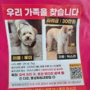 강아지 산책용품 큰강아지 프레줄 하네스 리드줄 세트 후기
