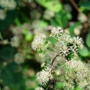 땅두릅 Aralia cordata Thunb. 이미지