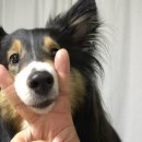 노나먹개 이미지