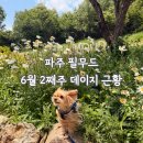 파주 필무드 6월 둘째 주 데이지 근황, 마장호수 근처 애견동반카페 후기