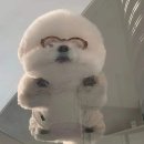 아카루이 이미지