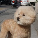 강아지 마법사 골드맘 이미지