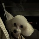 가장아름답개 이미지