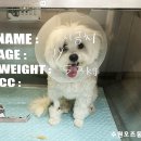 장골 | 동탄 화성 말티즈 강아지 골반골절 (장골) 수술 비용 후기