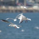 동갈매기 이미지