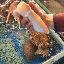 구조라위판장 이미지