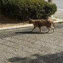 CU부강점 | 다음 생에는 돌로 태어날래!