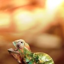 카멜레온 이미지