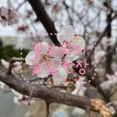 꽃보라미용실