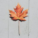 농업회사법인 주식회사 다고