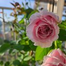 비앙브뉘 이미지