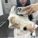 언니네 애견미용실 이미지