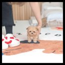 유앤미펫 강아지분양 고양이분양 위례점 이미지