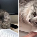 고양이집사 이미지