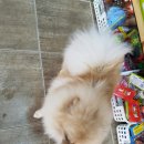 퐁이네 애견 이미지