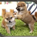 하이바이 강아지분양 고양이분양 수원점 | 오산시바이누분양 받은 날 심쿵사할 뻔했어요 앗 심장아 나대지마