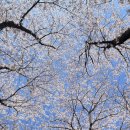 제12회 화도진음악회 | 순천 동천 벚꽃 2026 실시간 후기 | 순천 벚꽃축제 정보