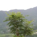 참죽 사랑