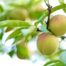 개복숭아 이미지