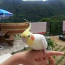 무주솔향기펜션 이미지