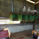 꼬꼬닭하우스 이미지