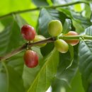 체리콩커피 이미지