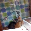 노룬산동물병원 이미지