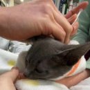 가재울봉쥬르동물병원 이미지