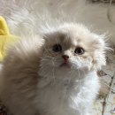 해피올동물병원 | 고양이 허피스 증상 포천 해피올동물병원 후기