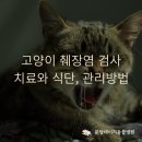 분당데이지동물병원 | 고양이 췌장염 관리 치료 식단 ┃성남 정자동 분당 데이지 동물병원