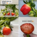 현광농장 네이버블로그