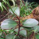 페페로미아 이미지