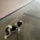 올리브펫살롱 | 토리스토리 / 사직 올리브펫 살롱 /읍천리