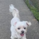 기운내 동물병원 이미지