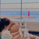 뚱이애견 이미지