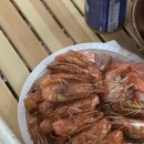 캠프더포레 이미지