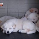 동물농장 이미지