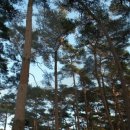 안면도자연휴양림 이미지